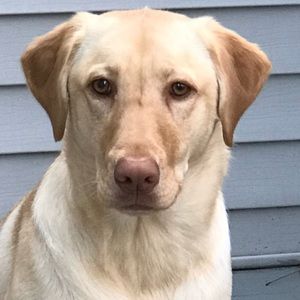 Meet your Posher, Lena